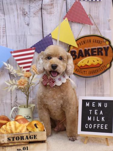 20240924アルトくん